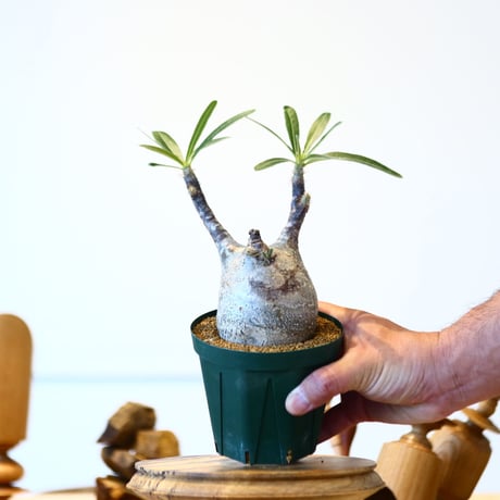 パキポディウム  グラキリス / Pachypodium  gracilius   no.52807
