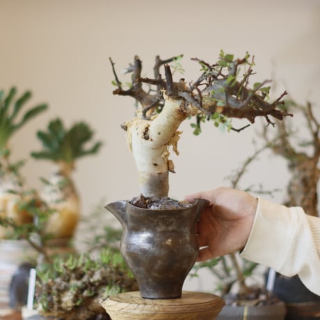 Commiphora kataf (pure) × Shu Hirai / PLANETX (5号)  no.1123/1