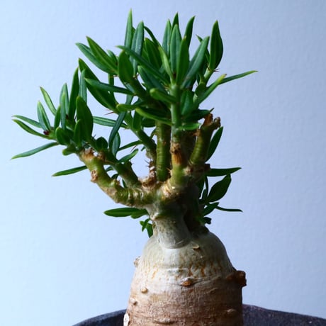 パキポディウム ビスピノーサム  Pachypodium bispinosum No.008