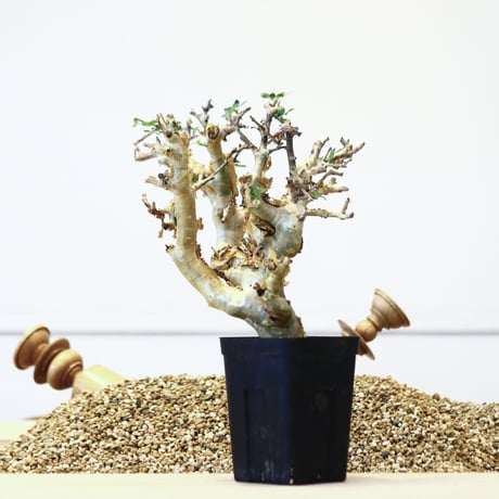 コミフォラ ストックシアナ / Commiphora stocksiana   no.42315