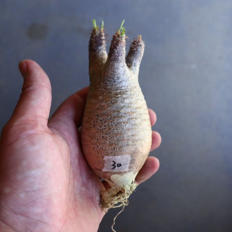 パキポディウム グラキリス 抜苗  Pachypodium rosulatum var. gracilius no.100630