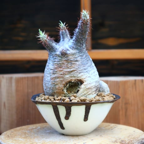 パキポディウム  グラキリス／Pachypodium  gracilius       no.605107