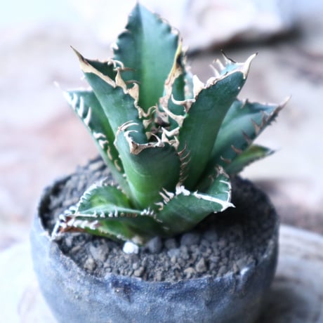 アガベ  チタノタ  レッドキャットウィーズル   Agave titanota"Red Catweezle”   no.90805