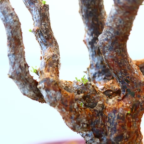 コミフォラ モンストローサ / Commiphora monstrosa   no.62507