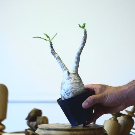 パキポディウム  グラキリス / Pachypodium  gracilius   no.52830