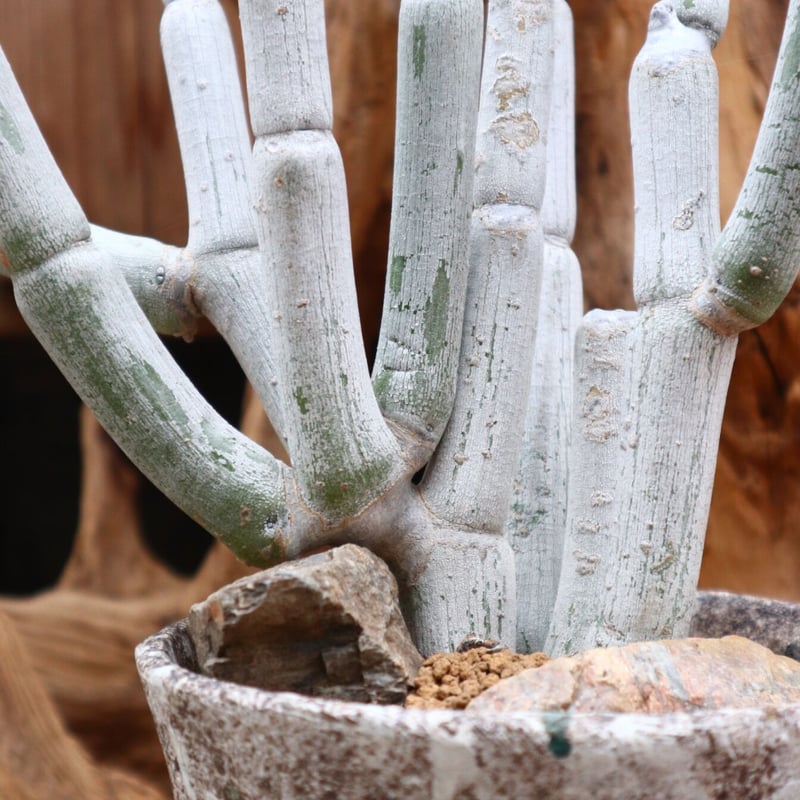 セロペギア フスカ / Ceropegia fusca / 発根済み no.31275