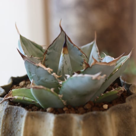 Agave titanota WIB × soso no.82524