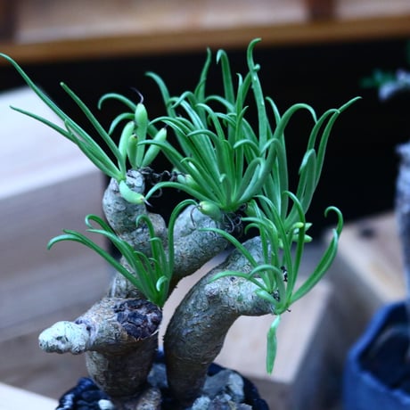 チレコドン ルブロベノーサス ／Tylecodon rubrovenosus  ﻿﻿    no.100350