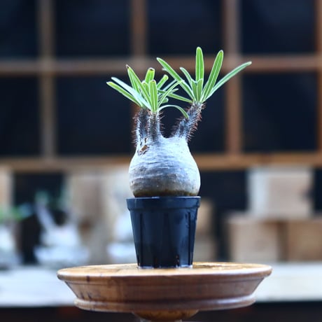 パキポディウム  グラキリス ／Pachypodium  gracilius     no.101742