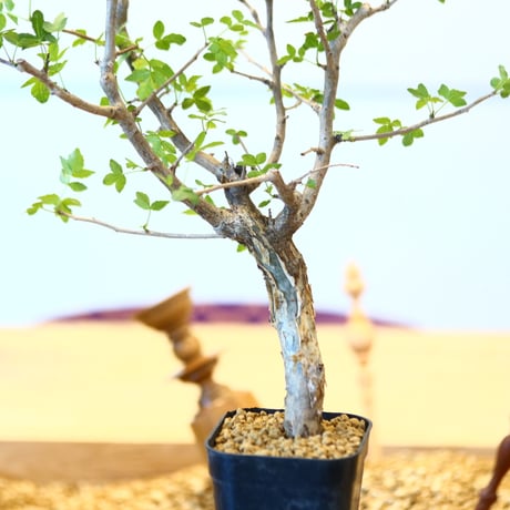 ブルセラ ファガロイデス / Bursera fagaroides   no.62519