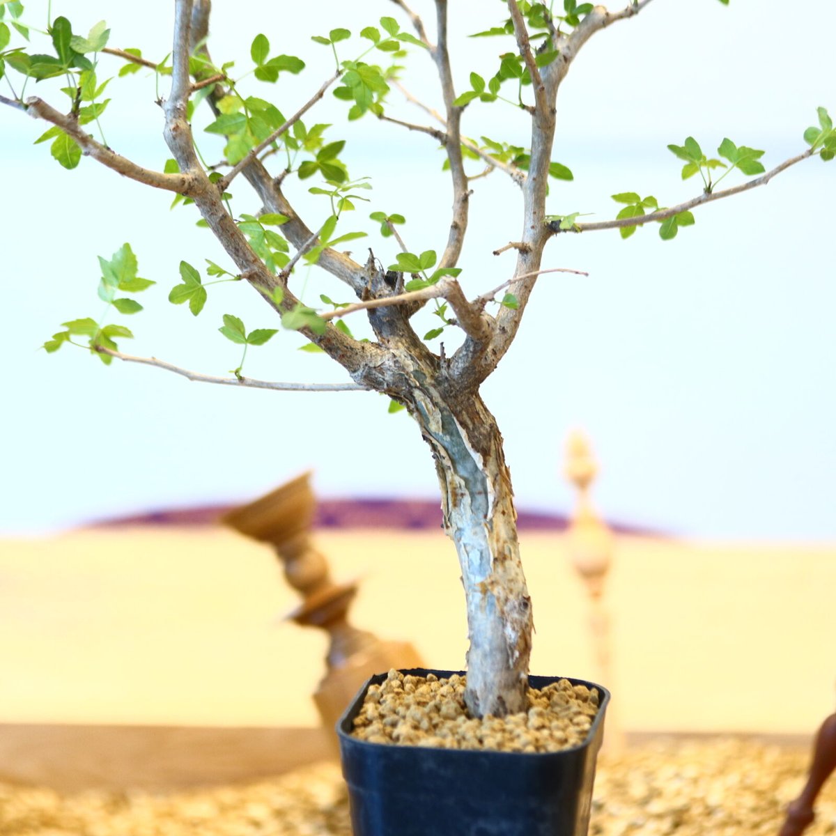 ブルセラ ファガロイデス / Bursera fagaroides no.62519 |