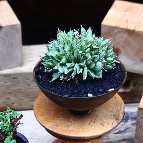 アガベ チタノタ フィリグリー ／Agave titanota "Filigree crested    no.82945