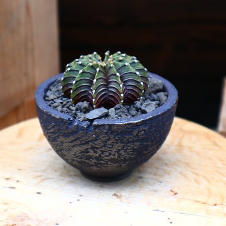 ギムノカリキウム   フィードリッフィーLB2178／Gymnocalycium friedrichii    no.42424