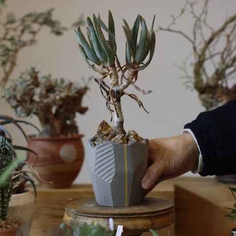 Aloe ramosissima × N/OH (3号)  no.104/7
