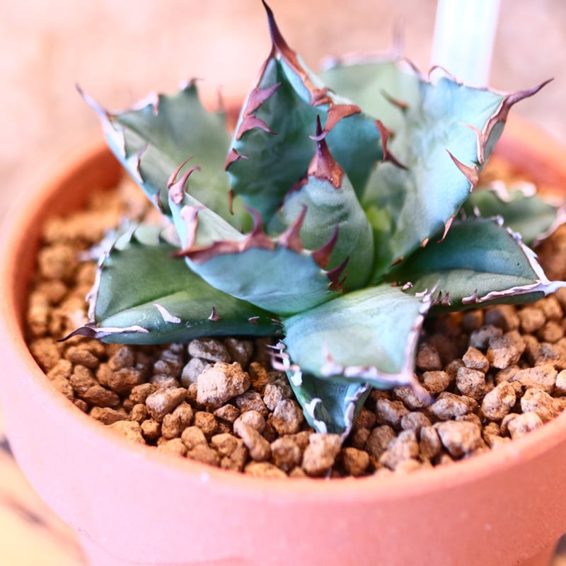 9/9入荷未発根未活着ベアルート植込み】 Agave titanota 姫厳竜
