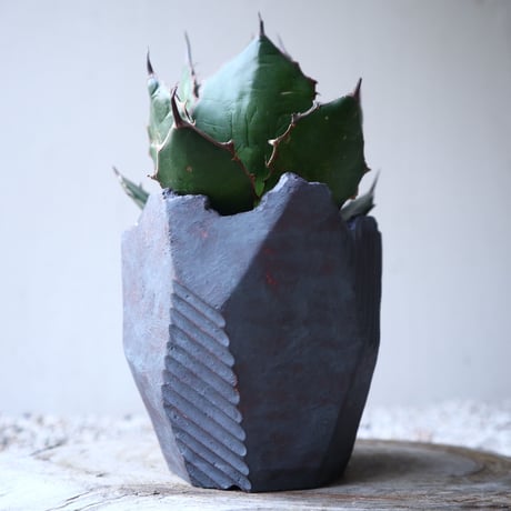 アガベ ホリダ   Agave horrida   no.122216