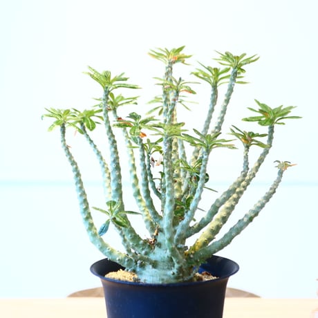 ドルステニアギガス ブラータDorstenia gigas f. 丸 bullata