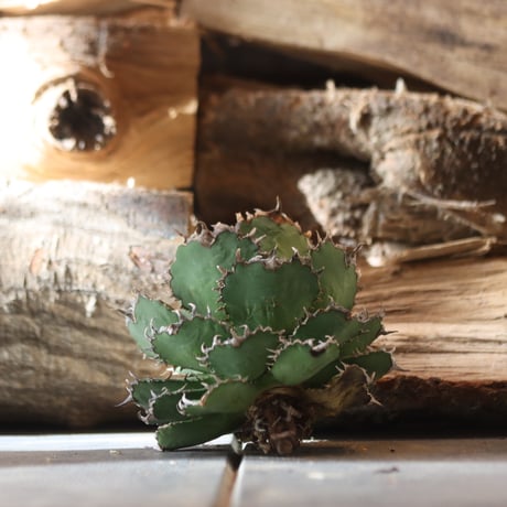 U.S. filigree (Agave titanota filigree)/ Style of Chika　no.1203-4