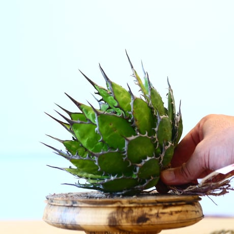 Agave horrida / Style of Chika   no.1015/72
