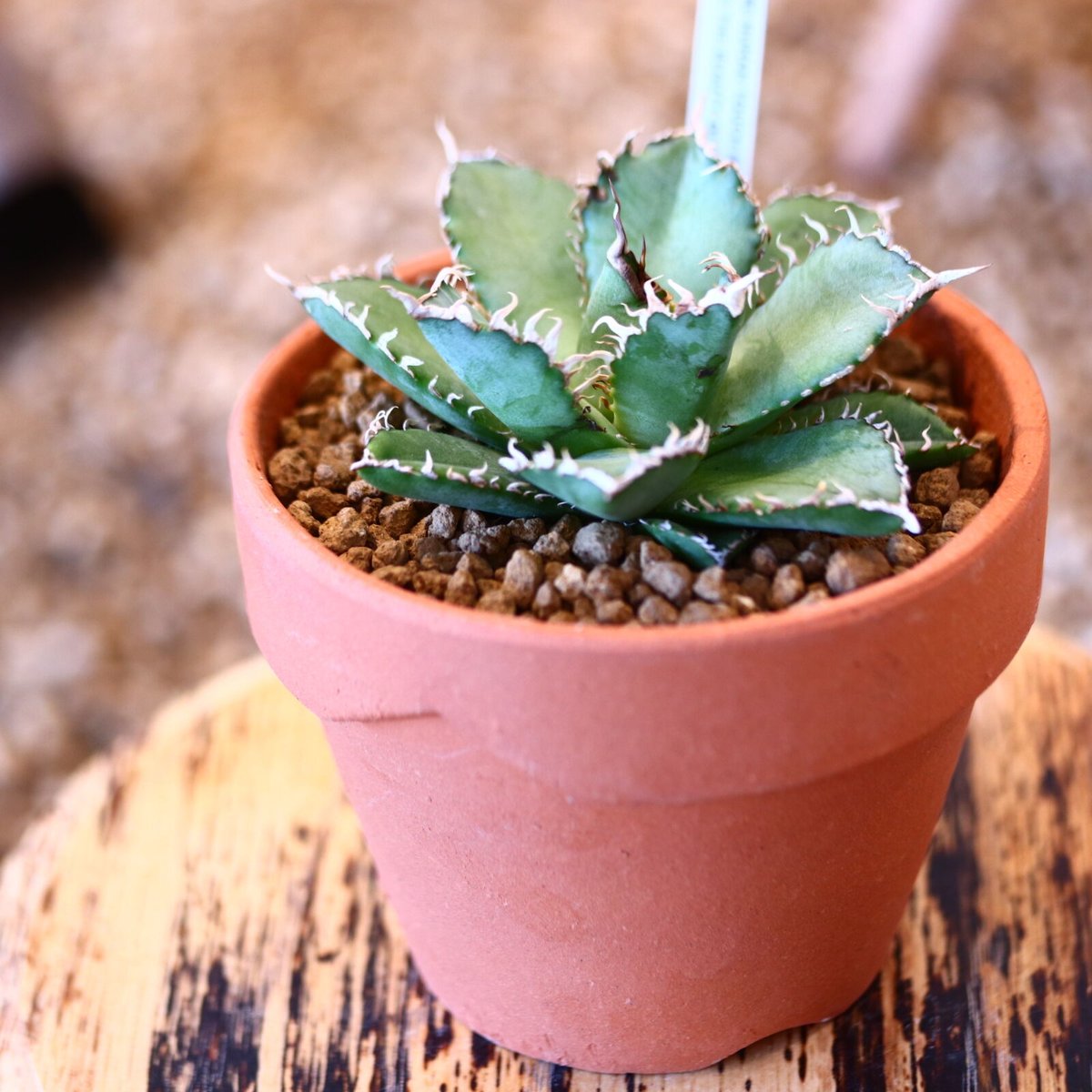 9/9入荷未発根未活着ベアルート植込み】 Agave titanota 