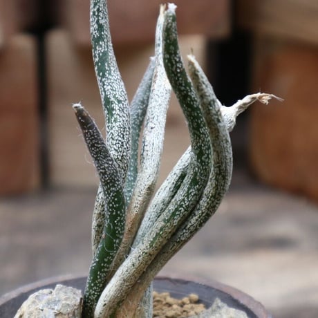アストロフィツム カプト メデューサ (台付き)／Astrophytum caputmedusae   no.91828
