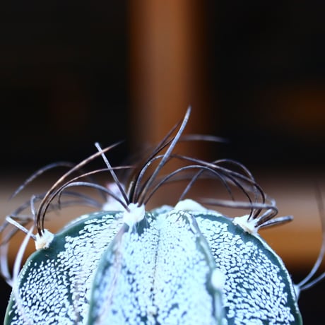 アストロフィツム 特白瑞鳳玉／Astrophytum capricorne var.niveum   no.13041