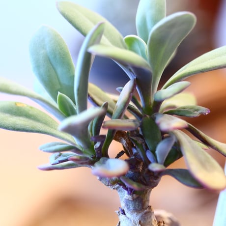 Senecio fulgens × YAMABACHI ver. takero pot    no.123147