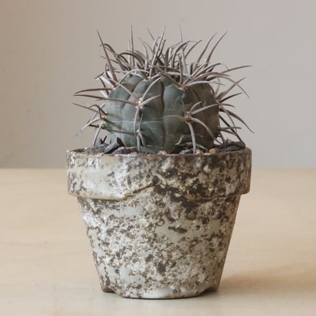 Gymnocalycium mazanense (守金魔天竜)× YAMABACHI ver. takero pot(3号鉢)   no.426-12