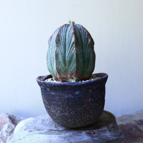 ユーフォルビア  オベサ  ♀　 Euphorbia obesa　no.60209