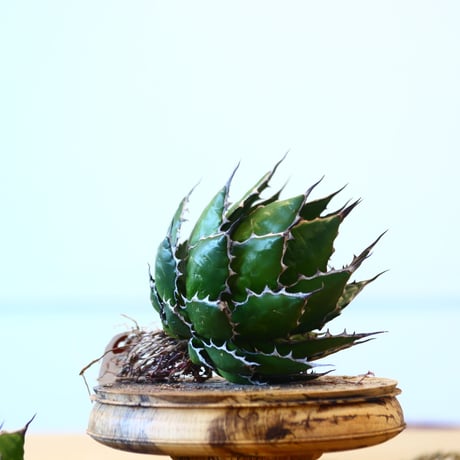 Agave horrida / Style of Chika   no.1015/81