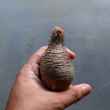 パキポディウム グラキリス 抜苗  Pachypodium rosulatum var. gracilius no.92911
