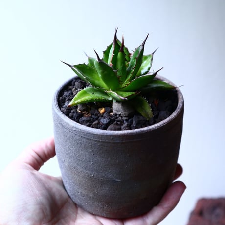 アガベ ホリダ   Agave horrida   no.102723