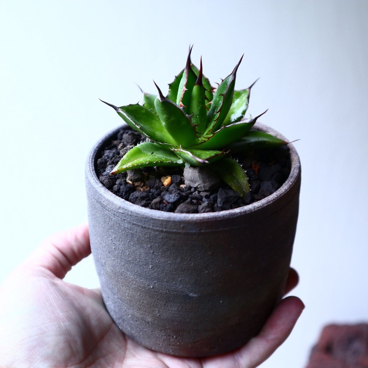 アガベ ホリダ Agave horrida no.102723 | 芽の巣山