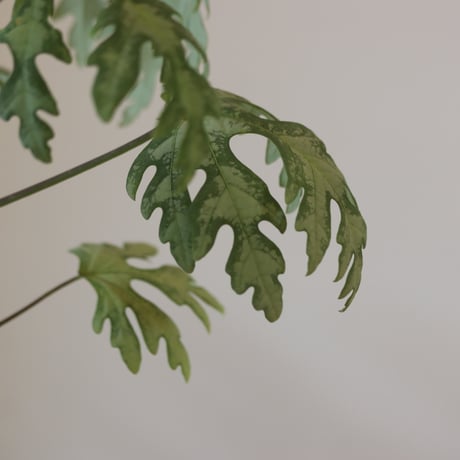 Adenia metamorpha   no.920-28