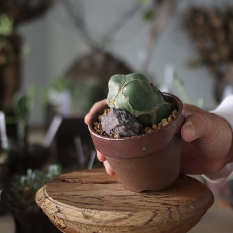 Opuntia zebrina f. reticulata (亀甲団扇) × YAMABACHI var.六本芽   no.1201-41