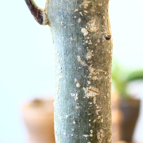 Adenia perrieri × N/OH  no.92442