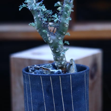 サルコカウロン ヘレー／Sarcocaulon herrei    no.122698
