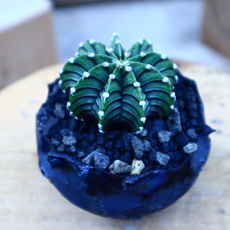 ギムノカリキウム   フィードリッフィーLB2178／Gymnocalycium friedrichii    no.80804