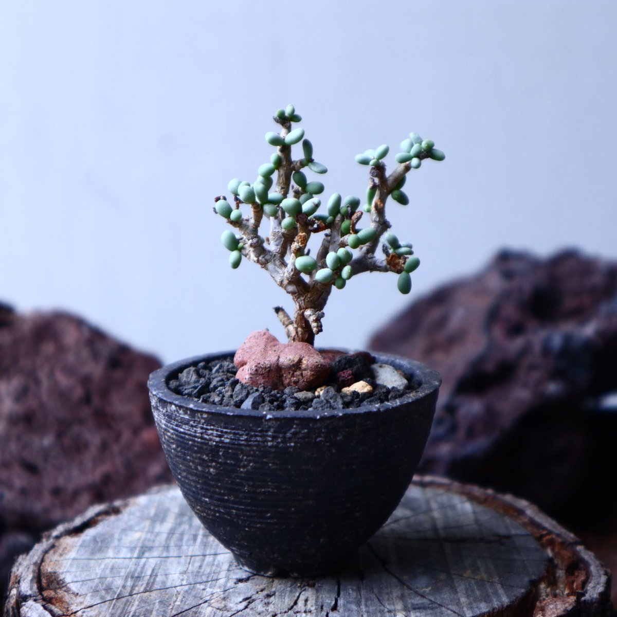ケラリアピグマエア（大谷石鉢付き）