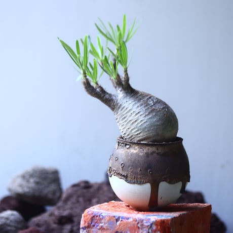 パキポディウム グラキリス   Pachypodium rosulatum var. gracilius no.53107