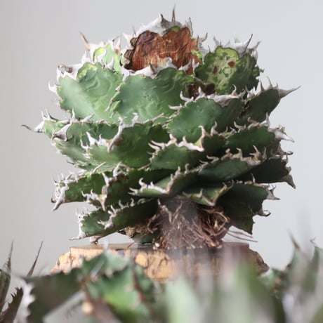 Agave titanota solareclipse / Style of Chika　no.42153