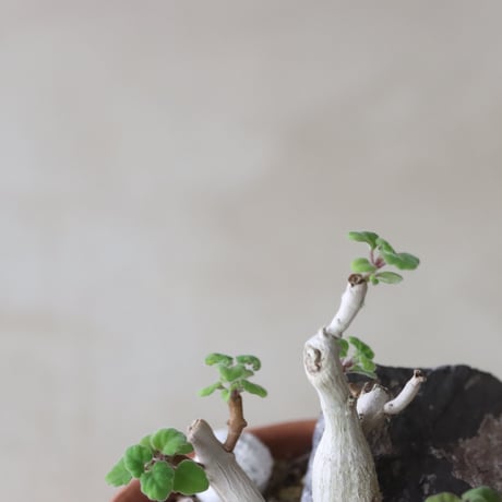 Plectranthus ernstii × YAMABACHI (3号鉢)   no.420-54