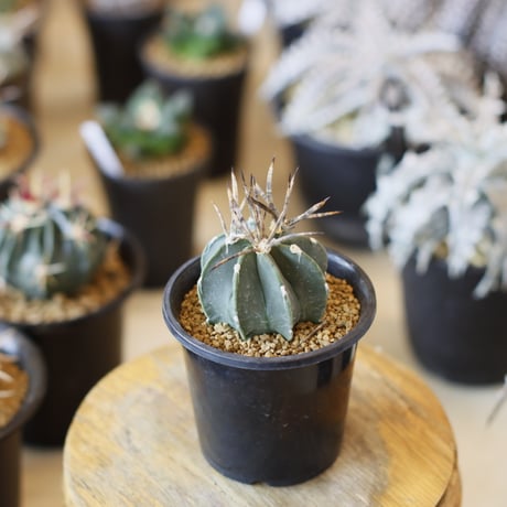 Astrophytum capricorne v. crassispinum / 黒刺水牛大鳳玉 (2.5号)  no.1226/31