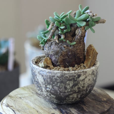Ceraria pygmaea × たけろうポット   no.90139