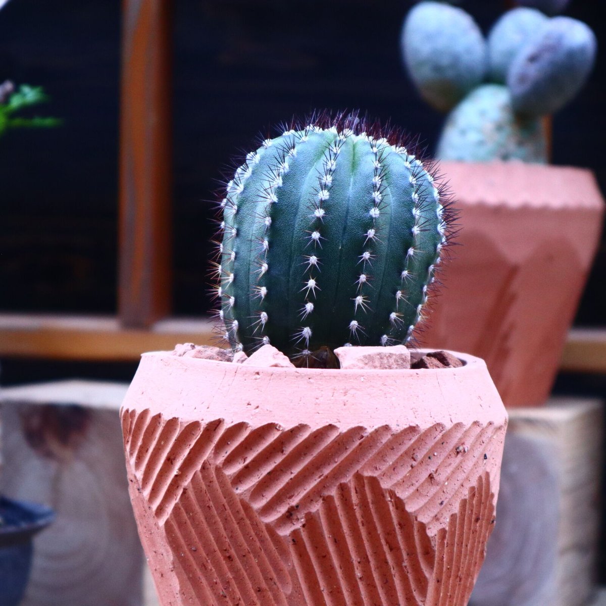 ユーベルマニア プセウドペクチニフェラ／ Uebelmannia