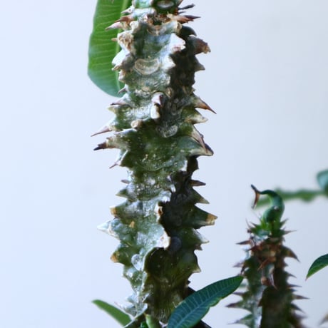 Euphorbia sp.nova Beraketa   no.60213