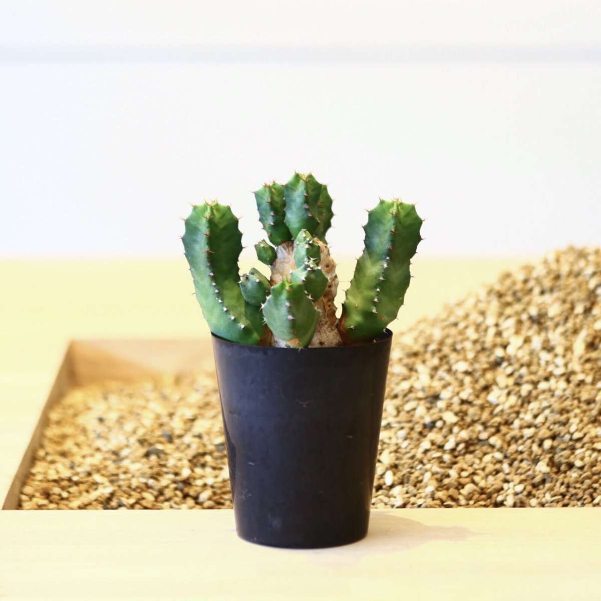ユーフォルビア　レシニフェラ　鉢付き ユーフォルビア レシニフェラ / Euphorbia resinifera no.4300
