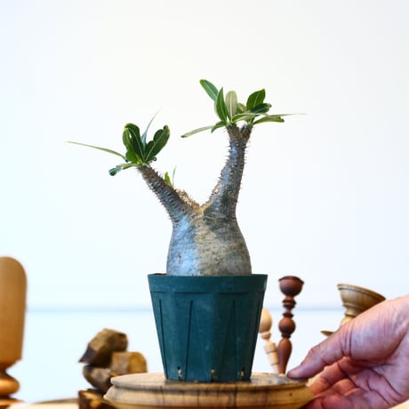 パキポディウム  グラキリス / Pachypodium  gracilius   no.52802