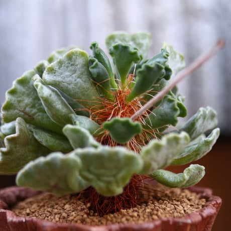 アドロミクス ポエルニツィアヌス 神想曲 / Adromischus poellnitzianus  no.31924