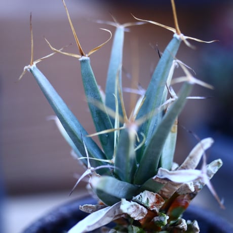 レウクテンベルギア  晃山    Leuchtenbergia principis  no.32125